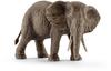 African elephant female