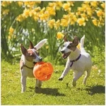 Dog Toy Jumbler Ball Medium/Large 14cm