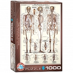eurographics Puzzle - Das Skelett - 1000 Teile 300992