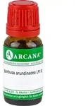 Bambusa Arundinacea Lm 6 10 ML