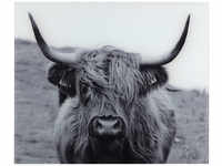 Wenko Glasrückwand (Highland Cattle)
