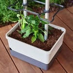 Mein sch&ouml;ner Garten DE Gusta Garden CHARLY CHILI V57554-G