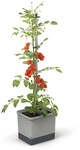 Mein sch&ouml;ner Garten DE Gusta Garden TOM TOMATO S53994-G