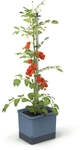 Mein sch&ouml;ner Garten DE Gusta Garden TOM TOMATO S53996-G