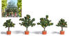 BUSCH 6619 H0 - Vier Zitrusbäume in Pflanzkübel