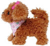 Simba - Chi Chi Love - Tea Cup Poodle Puppy