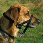 Trixie Top Trainer Ausbildungsgeschirr - max. 22 cm