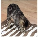 Trixie Cat Activity Pf&ouml;teldecke - 70 x 50 cm