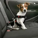 Karlie - Auto Sicherheitsgeschirr f&uuml;r Hunde - XL (60-100 cm)