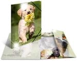 HERMA 19327 Sammelmappe Glossy Tiere A4 PP Hunde
