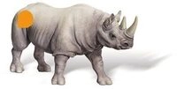 RAVENSBURGER 000366 tiptoi&reg; Spitzmaulnashorn-Bulle