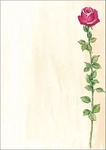 sigel DP695, sigel Motiv-Papier Rose Bloom