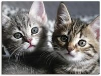 ARTLAND Wanddeko Leinwand Bilder Wandbild 40x30 cm Katze Tiere Katzenbaby Baby S&uuml;&szlig;