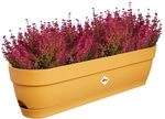 elho Vibia Campana balkonkasten 70cm Pflanzt&ouml;pfe - Honig Gelb | L 18.2 x B 69...