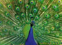 Ravensburger Puzzle 12001332, Colorful Animals - Pfau - 500 Teile Puzzle f&uuml;r