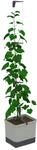 GUSTA GARDEN Curt Cucumber - Selbstbew&auml;ssernder Gurkentopf mit Ranksystem, 20L
