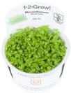 Tropica 1-2-Grow! Micranthemum Monte Carlo 1 St&uuml;ck