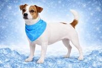 Halsband Hund - k&uuml;hlbandana blau S 52x22 cm - atmungsaktives Polyester - k&uuml;hlender