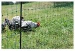 Kerbl Hobbyfarming PoultryNet, 106cm, 25m, Gefl&uuml;gelnetz, Weidezaunnetz,