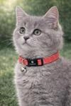 katzenhalsband - Kitten Elza Korallenrot 15&ndash;22 cm &ndash; elastisches Nylon