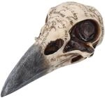 Nemesis Now Edgar's Rabe Skull Figur 25 cm Elfenbein