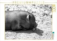Puzzle &middot; Minischwein Ferkel | Schweine in schwarz und wei&szlig; &middot; 1000 Teile &middot;