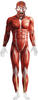 Anatomy Man Costume (L)