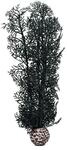 biOrb 46097 Hornkoralle M schwarz &ndash; naturnahe Koralle aus Kunststoff,