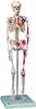 3B Scientific Menschliche Anatomie - Mini-Skelettmodell mit Muskelbemalung +