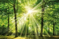 B&Ouml;NNINGHOFF Bild GR&Uuml;NER WALD 118 x 78 cm