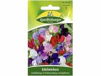 Edelwicken Großblumige Prachtmischung | Rankpflanze (Lathyrus odoratus) Juni...