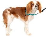 PetSafe Easy Walk Deluxe Anti-Zieh-Geschirr, Verringert W&uuml;rgen und Husten, Mit