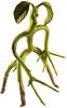 The Noble Collection Bendy Bowtruckle