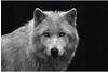 REINDERS Poster Weißer Wolf - Papier 91.5 x 61 cm Schwarz Kinderzimmer Tiere