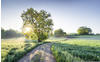 Komar Fototapete - Meadow Trail - Größe 368 x 254 cm - Tapete, Sonne, Morgen,