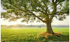 Komar Vlies Fototapete THE MAGIC TREE | Tapete, XXL, Dekoration, Natur, Landschaft,
