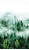 Fototapete Grün XXL Wald Vlies Bäume Tannen Nebel für Schlafzimmer,...