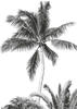 Komar Vlies Fototapete - Retro Palm - Größe: 200 x 280 cm (Breite x Höhe) - s/w,