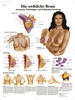 3B Scientific Lehrtafel laminiert - Die weibliche Brust - Anatomie, Pathologie und