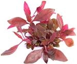 Dennerle Plants Alternanthera reineckii &acute;Lila&acute; In-Vitro