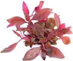 Dennerle Plants Aquariumpflanze Alternanthera Reineckii Lila In-Vitro