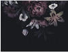 Bricoflor Lilien Fototapete Schwarzer Hintergrund Lila Blumentapete Im Gemälde Stil
