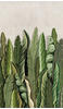 Marburg Vliestapete Floral Feder Grün-Beige 270 cm x 159 cm FSC®