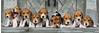 High Quality Collection Panorama - Beagles, Puzzle - 1000 Teile
