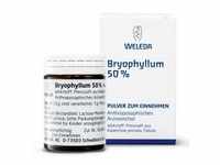 Bryophyllum 50% Pulver zum Einnehmen