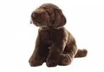 Pl&uuml;sch Labrador 30 cm - ECO-FRIENDLY