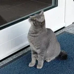 TMF01 Funk-Alarmtrittmatte /-Katzenklingel