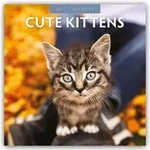 Cute Kittens - Niedliche K&auml;tzchen 2027 - 16-Monatskalender