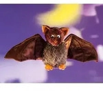 Schaffer Knuddel mich! Schaffer 5302 Pl&uuml;sch Fledermaus Dragomir, braun, 18cm - Braun