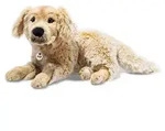 Steiff Golden Retriever Andor liegend 45 cm 076947
